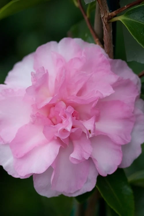 Sarrel Dwarf Camellia Sasanqua - 3 Gallon Pot 3 Sarrel Dwarf Camellia Sasanqua - 3 Gallon Pot