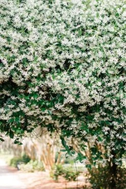 Madison Confederate Jasmine - 2 Gallon Pot -Outlet Drip Mingle Store Campsis Madame Galen 18 1