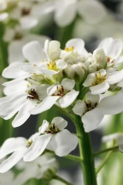 Tahoe Candytuft - Iberis Sempervirens - 10 Count Flat Of Quart Pots -Outlet Drip Mingle Store Candytuft Tahoe 1