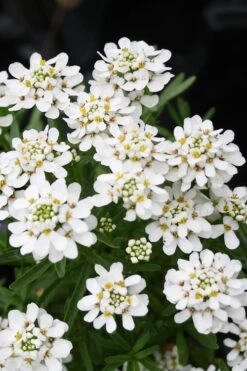 Tahoe Candytuft - Iberis Sempervirens - 10 Count Flat Of Quart Pots -Outlet Drip Mingle Store Candytuft Tahoe 2