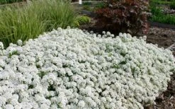 Tahoe Candytuft - Iberis Sempervirens - 10 Count Flat Of Quart Pots -Outlet Drip Mingle Store Candytuft Tahoe 3