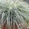 Evercolor Everest Carex - 1 Gallon Pot 1 Evercolor Everest Carex - 1 Gallon Pot -Outlet Drip Mingle Store Carex Evercolor Everest 500x750 1