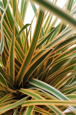 Evercolor Everglow Carex - 1 Gallon Pot -Outlet Drip Mingle Store Carex Evercolor Everglow 2