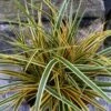 Evercolor Everglow Carex - 1 Gallon Pot -Outlet Drip Mingle Store Carex Evercolor Everglow 3