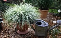 Evercolor Everest Carex - 1 Gallon Pot -Outlet Drip Mingle Store Carex Evercolr Everest 1