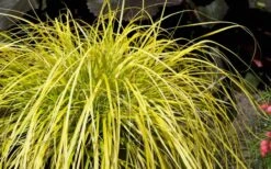 Evercolor 'Everillo' Carex - 5 Pack Of Quart Pots -Outlet Drip Mingle Store Carex Everillo Plant 1