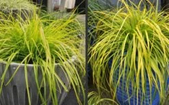 Evercolor 'Everillo' Carex - 5 Pack Of Quart Pots -Outlet Drip Mingle Store Carex Everillo Plant Containers