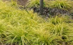 Evercolor 'Everillo' Carex - 5 Pack Of Quart Pots -Outlet Drip Mingle Store Carex Everillo Plant Patch