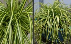 Evercolor Eversheen Carex - 5 Pack Of Quart Pots -Outlet Drip Mingle Store Carex Eversheen 2 1
