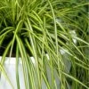 Evercolor Eversheen Carex - 1 Gallon Pot -Outlet Drip Mingle Store Carex Eversheen 500x750 1