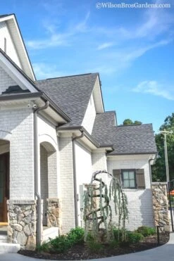 Serpentine Weeping Blue Atlas Cedar - 3 Gallon Pot 11 Serpentine Weeping Blue Atlas Cedar - 3 Gallon Pot -Outlet Drip Mingle Store Cedar Blue Atlas Serpentine 11