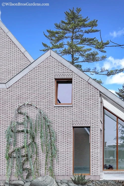 Serpentine Weeping Blue Atlas Cedar - 3 Gallon Pot 3 Serpentine Weeping Blue Atlas Cedar - 3 Gallon Pot