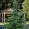 Deodar Cedar Tree - 1 Gallon Pot 1 Deodar Cedar Tree - 1 Gallon Pot -Outlet Drip Mingle Store Cedar Deodar 21 1