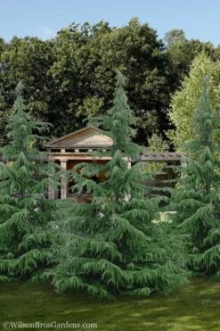 Deodar Cedar Tree - 1 Gallon Pot -Outlet Drip Mingle Store Cedar Deodar 24 1