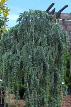 Weeping Blue Atlas Cedar - 5 Gallon Pot 11 Weeping Blue Atlas Cedar - 5 Gallon Pot -Outlet Drip Mingle Store Cedar Weeping Blue Atlas 1
