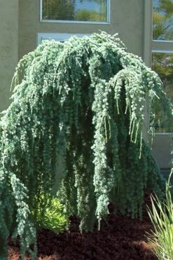 Weeping Blue Atlas Cedar - 5 Gallon Pot 13 Weeping Blue Atlas Cedar - 5 Gallon Pot -Outlet Drip Mingle Store Cedar Weeping Blue Atlas 4