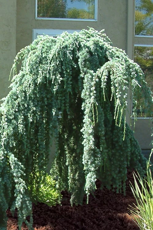 Weeping Blue Atlas Cedar - 5 Gallon Pot 8 Weeping Blue Atlas Cedar - 5 Gallon Pot - Image 6