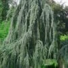 Weeping Blue Atlas Cedar - 5 Gallon Pot -Outlet Drip Mingle Store Cedar Weeping Blue Atlas 5
