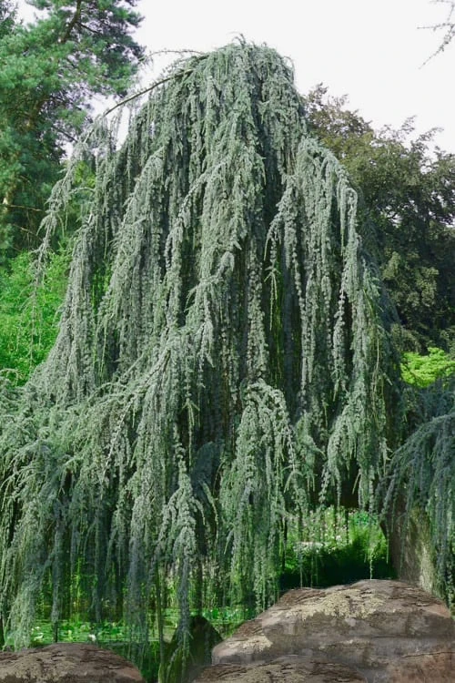 Weeping Blue Atlas Cedar - 5 Gallon Pot 3 Weeping Blue Atlas Cedar - 5 Gallon Pot
