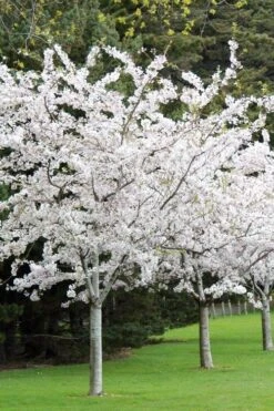 Yoshino Flowering Cherry Tree - 5 Gallon Pot