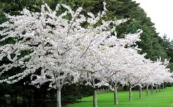 Yoshino Flowering Cherry Tree - 2 Gallon Pot 10 Yoshino Flowering Cherry Tree - 2 Gallon Pot -Outlet Drip Mingle Store Cherry Yoshino 2