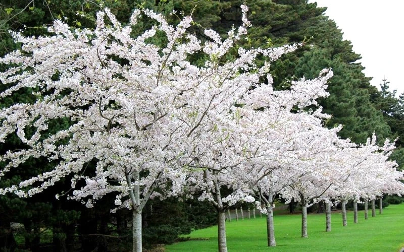 Yoshino Flowering Cherry Tree - 2 Gallon Pot 6 Yoshino Flowering Cherry Tree - 2 Gallon Pot - Image 4