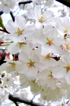 Yoshino Flowering Cherry Tree - 5 Gallon Pot -Outlet Drip Mingle Store Cherry Yoshino 3 1