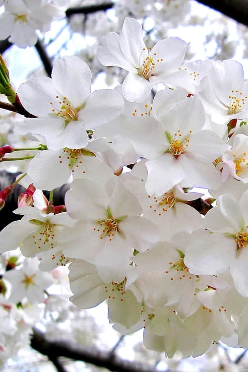 Yoshino Flowering Cherry Tree - 2 Gallon Pot 7 Yoshino Flowering Cherry Tree - 2 Gallon Pot - Image 5