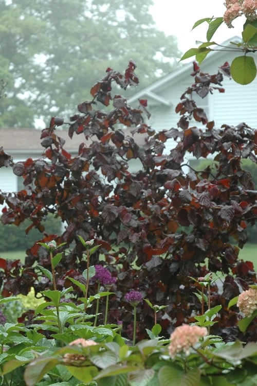 Red Dragon Contorted Filbert - Corylus Avellena - 1 Gallon Pot 3 Red Dragon Contorted Filbert - Corylus Avellena - 1 Gallon Pot