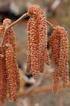 Red Dragon Contorted Filbert - Corylus Avellena - 2 Gallon Pot -Outlet Drip Mingle Store Contorted Filbert Red Dragon 9 1