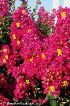 Berry Dazzle Dwarf Crape Myrtle - 1 Gallon Pot -Outlet Drip Mingle Store Crape Myrtle Berry Dazzle 11
