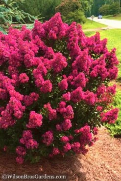 Berry Dazzle Dwarf Crape Myrtle - 2 Gallon Pot -Outlet Drip Mingle Store Crape Myrtle Berry Dazzle 14 1