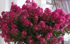 Berry Dazzle Dwarf Crape Myrtle - 1 Gallon Pot -Outlet Drip Mingle Store Crape Myrtle Berry Dazzle 3