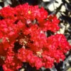 Black Diamond Red Hot Crape Myrtle - 2 Gallon Pot -Outlet Drip Mingle Store Crape Myrtle Black Diamond Red Hot 1