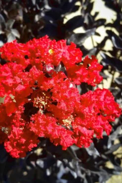 Black Diamond Red Hot Crape Myrtle - 3 Gallon Pot