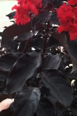 Black Diamond Red Hot Crape Myrtle - 2 Gallon Pot -Outlet Drip Mingle Store Crape Myrtle Black Diamond Red Hot 4