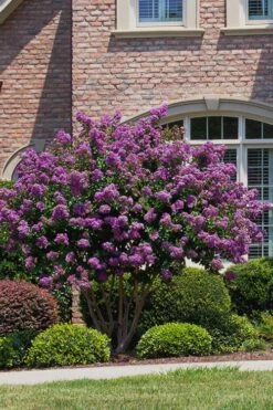 Catawba Purple Crape Myrtle - 3 Gallon Pot 10 Catawba Purple Crape Myrtle - 3 Gallon Pot -Outlet Drip Mingle Store Crape Myrtle Catawba 5