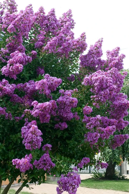 Catawba Purple Crape Myrtle - 3 Gallon Pot 7 Catawba Purple Crape Myrtle - 3 Gallon Pot - Image 5