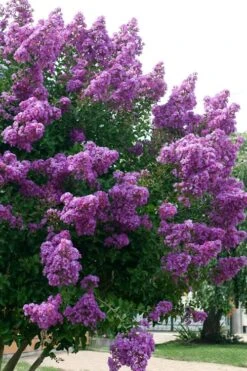 Catawba Purple Crape Myrtle - 5 Gallon Pot -Outlet Drip Mingle Store Crape Myrtle Catawba 500x750 4