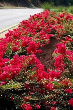 Cherry Dazzle Dwarf Crape Myrtle - 3 Gallon Pot -Outlet Drip Mingle Store Crape Myrtle Cherry Dazzle 31 1