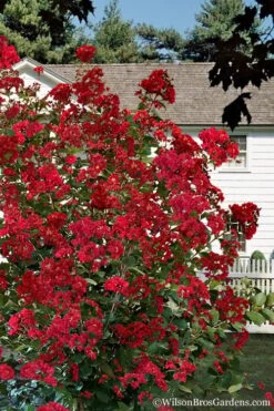 Colorama Scarlet Red Crape Myrtle - 7 Gallon Pot (3-4') -Outlet Drip Mingle Store Crape Myrtle Colorama Scarlet 1 1