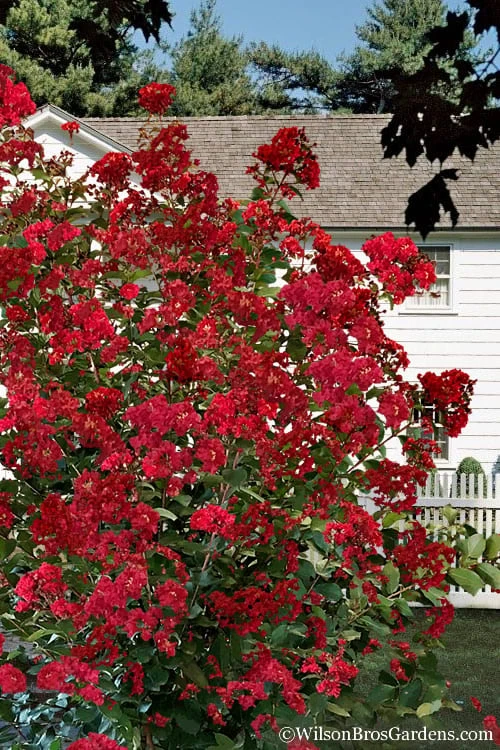 Colorama Scarlet Red Crape Myrtle - 5 Gallon Pot 6 Colorama Scarlet Red Crape Myrtle - 5 Gallon Pot - Image 4