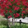 Colorama Scarlet Red Crape Myrtle - 5 Gallon Pot -Outlet Drip Mingle Store Crape Myrtle Colorama Scarlet 2