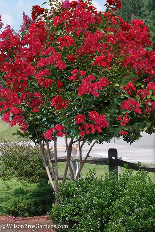 Colorama Scarlet Red Crape Myrtle - 5 Gallon Pot 3 Colorama Scarlet Red Crape Myrtle - 5 Gallon Pot