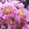 Dazzle Me Pink Dwarf Crape Myrtle - 3 Gallon Pot -Outlet Drip Mingle Store Crape Myrtle Dazzle Me Pink 15 1
