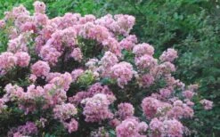 Dazzle Me Pink Dwarf Crape Myrtle - 3 Gallon Pot -Outlet Drip Mingle Store Crape Myrtle Dazzle Me Pink 17 1