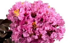 Delta Eclipse Crape Myrtle - 2 Gallon Pot -Outlet Drip Mingle Store Crape Myrtle Delta Eclipse