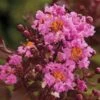 Delta Eclipse Crape Myrtle - 2 Gallon Pot