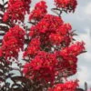 Delta Flame Crape Myrtle - 3 Gallon Pot 1 Delta Flame Crape Myrtle - 3 Gallon Pot -Outlet Drip Mingle Store Crape Myrtle Delta Flame 3 1