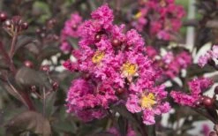 Delta Fusion Crape Myrtle - 2 Gallon Pot 11 Delta Fusion Crape Myrtle - 2 Gallon Pot -Outlet Drip Mingle Store Crape Myrtle Delta Fusion 2